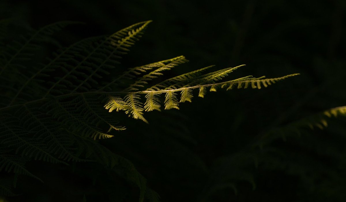 The Quaint Fern