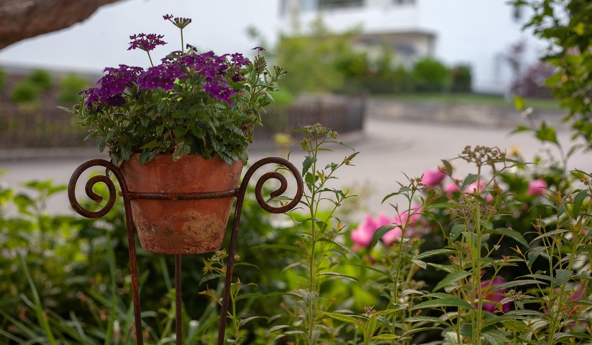 The Quaint Fern