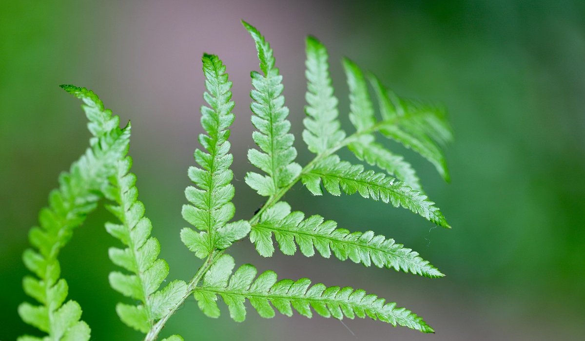 The Quaint Fern