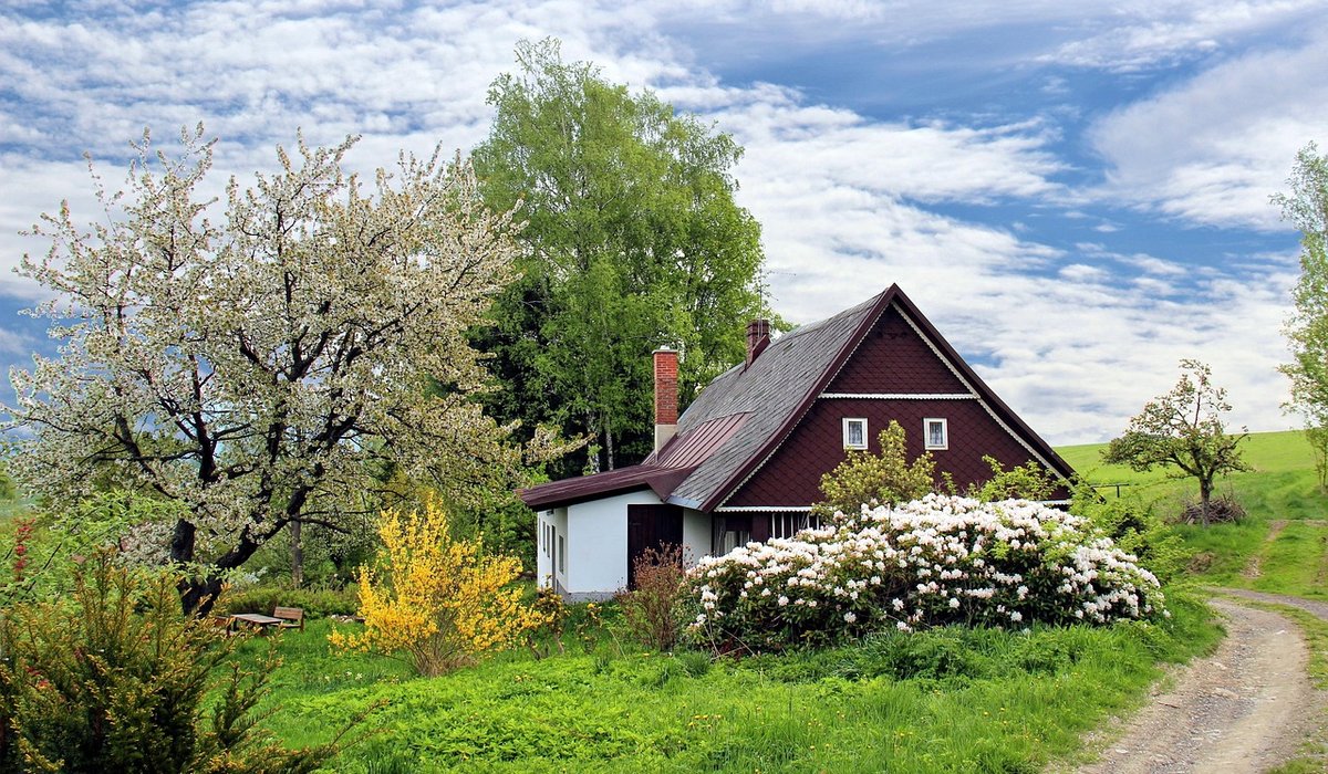 The Quaint Fern