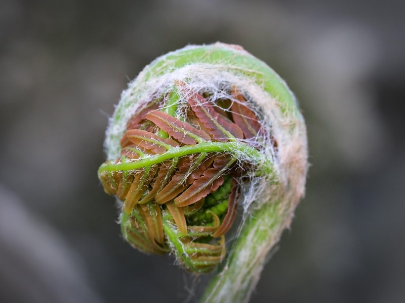 The Quaint Fern