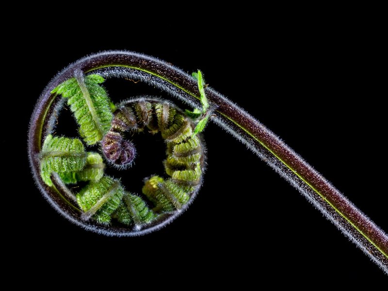 The Quaint Fern