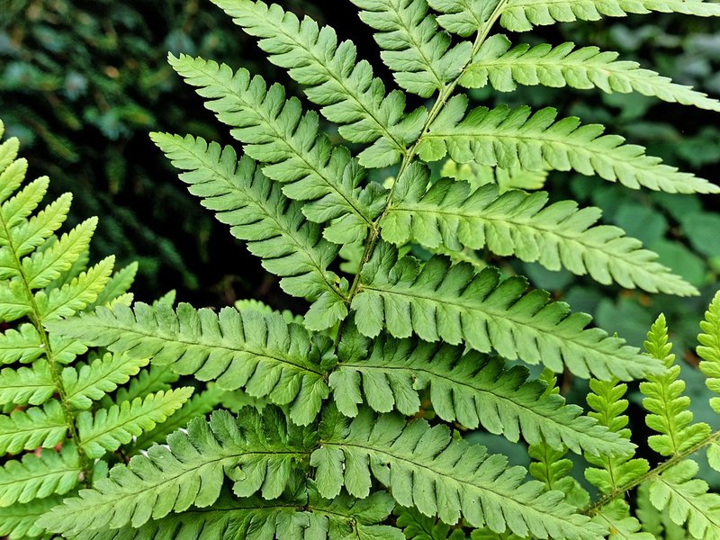 The Quaint Fern