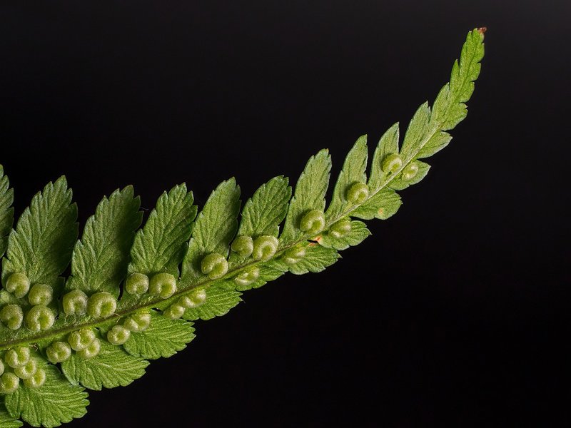 The Quaint Fern