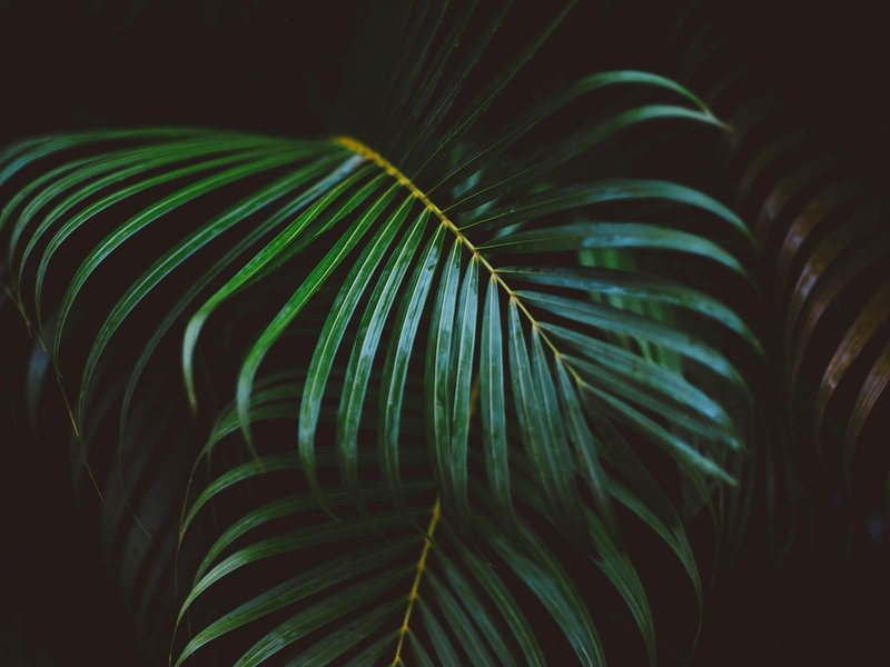 The Quaint Fern